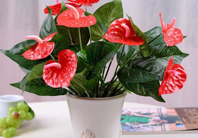 15+ Cây Để Bàn Làm Việc Hợp Mệnh Hỏa Hút Tài Lộc, May Mắn 3 Cây Hồng Môn