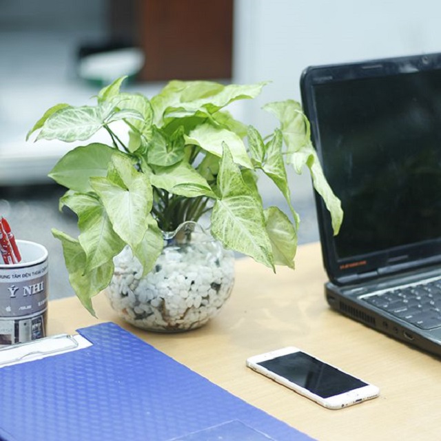 Tổng Hợp Các Loại Cây Để Bàn Làm Việc Hợp Mệnh Thủy 9 Cây tróc bạc - Loài cây đẹp hợp với người mệnh Thủy