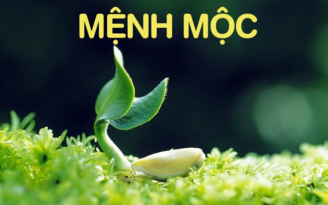 Cây Để Bàn Làm Việc Hợp Mệnh Mộc Giúp Thu Hút Tài Lộc 1 Sơ lược về người mệnh Mộc