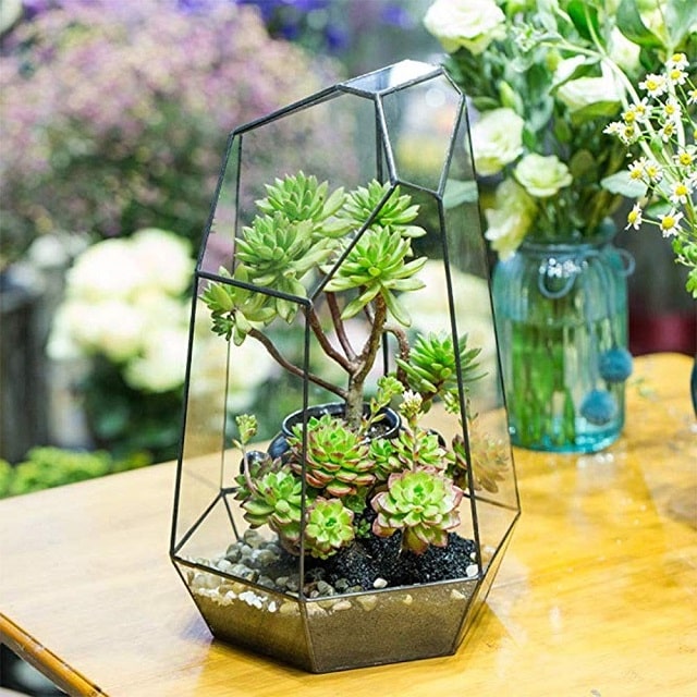 +9 Cây Để Bàn Làm Việc Hợp Mệnh Kim - Cập Nhật 2024 2 Bỏ túi ngay Top những loại cây để bàn làm việc hợp mệnh Kim